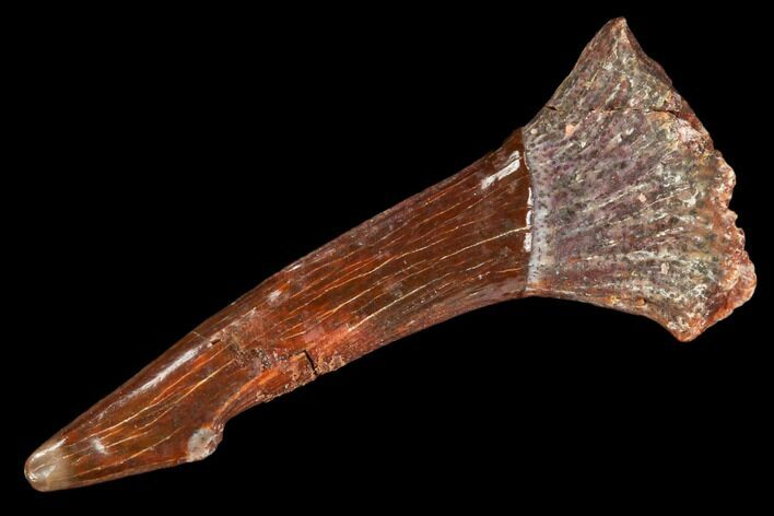 Fossil Sawfish (Onchopristis) Rostral Barb- Morocco #106429